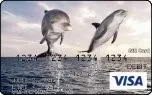 Dolphins Leaping Gift Card 
